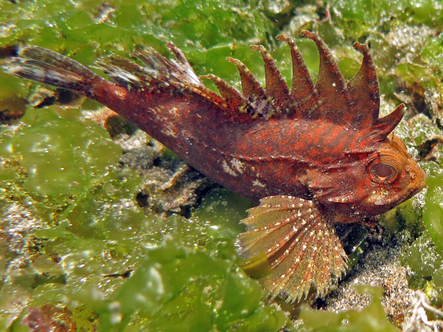 Image of wasp fishes