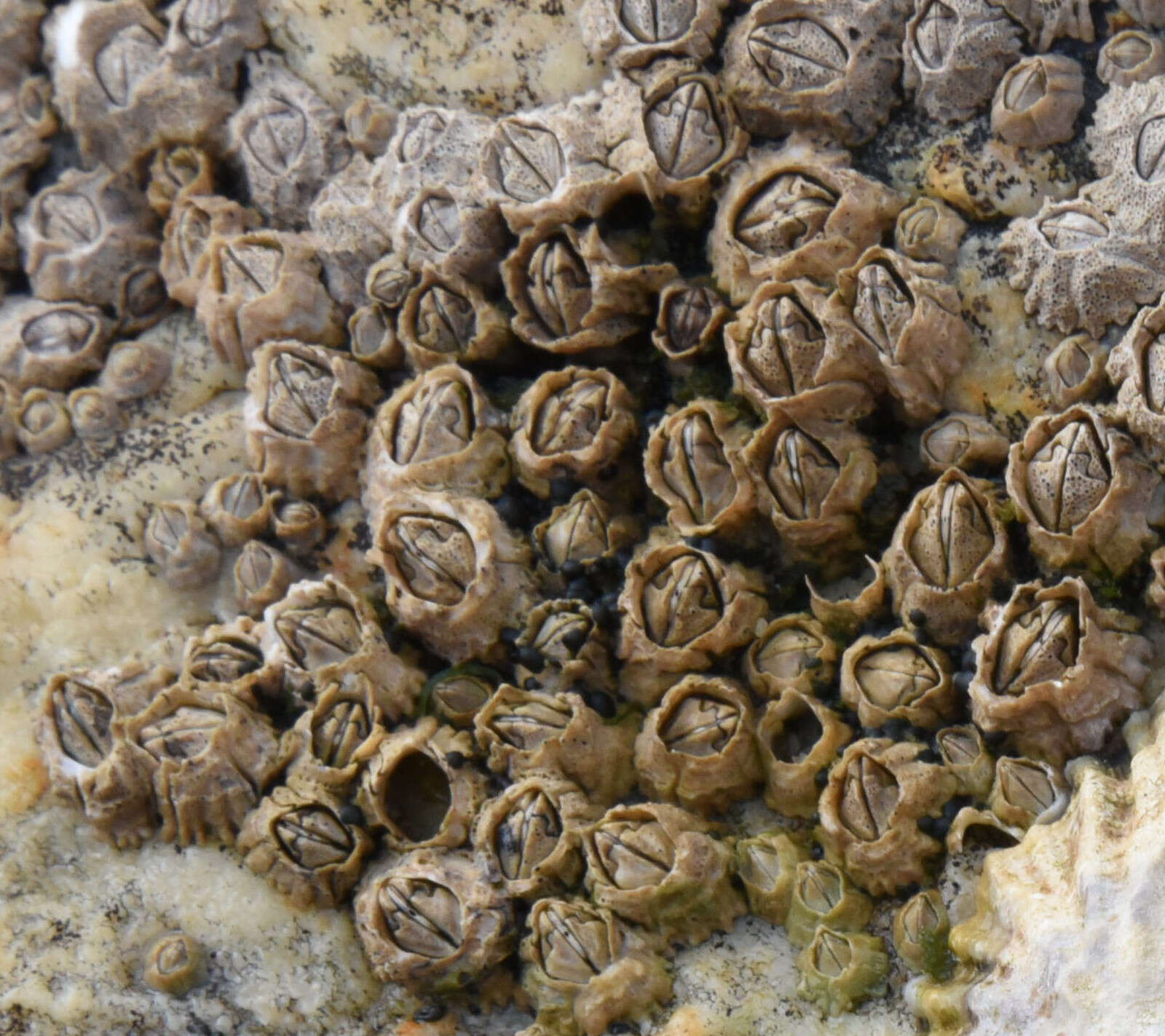 Image of Acorn barnacle