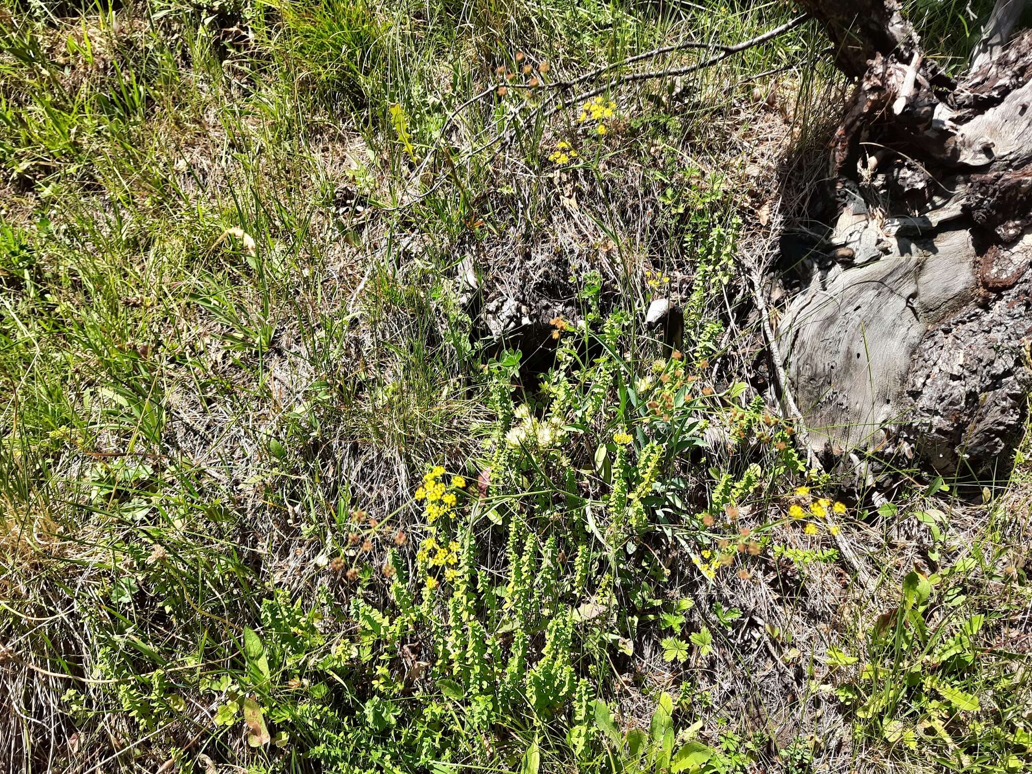 Bupleurum polyphyllum Ledeb. resmi