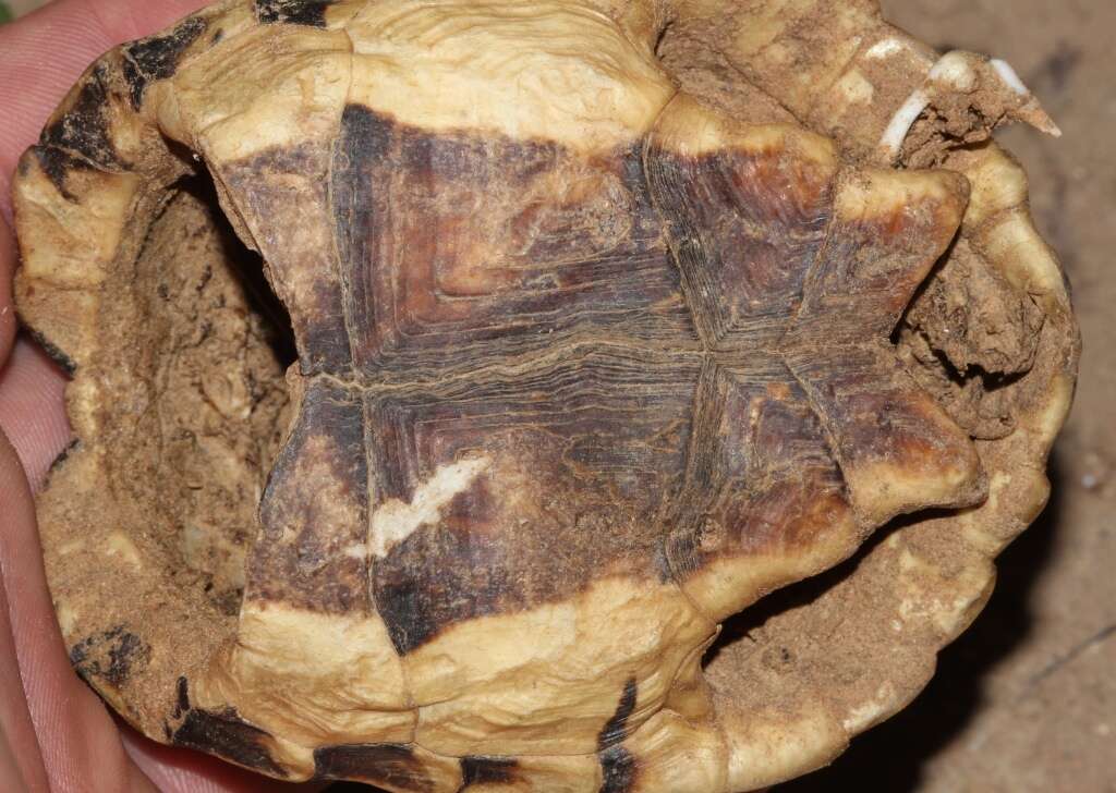 Image of Southern Tent Tortoise