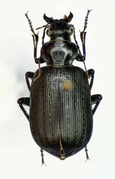 Слика од Calosoma (Caminara) imbricatum Klug 1832