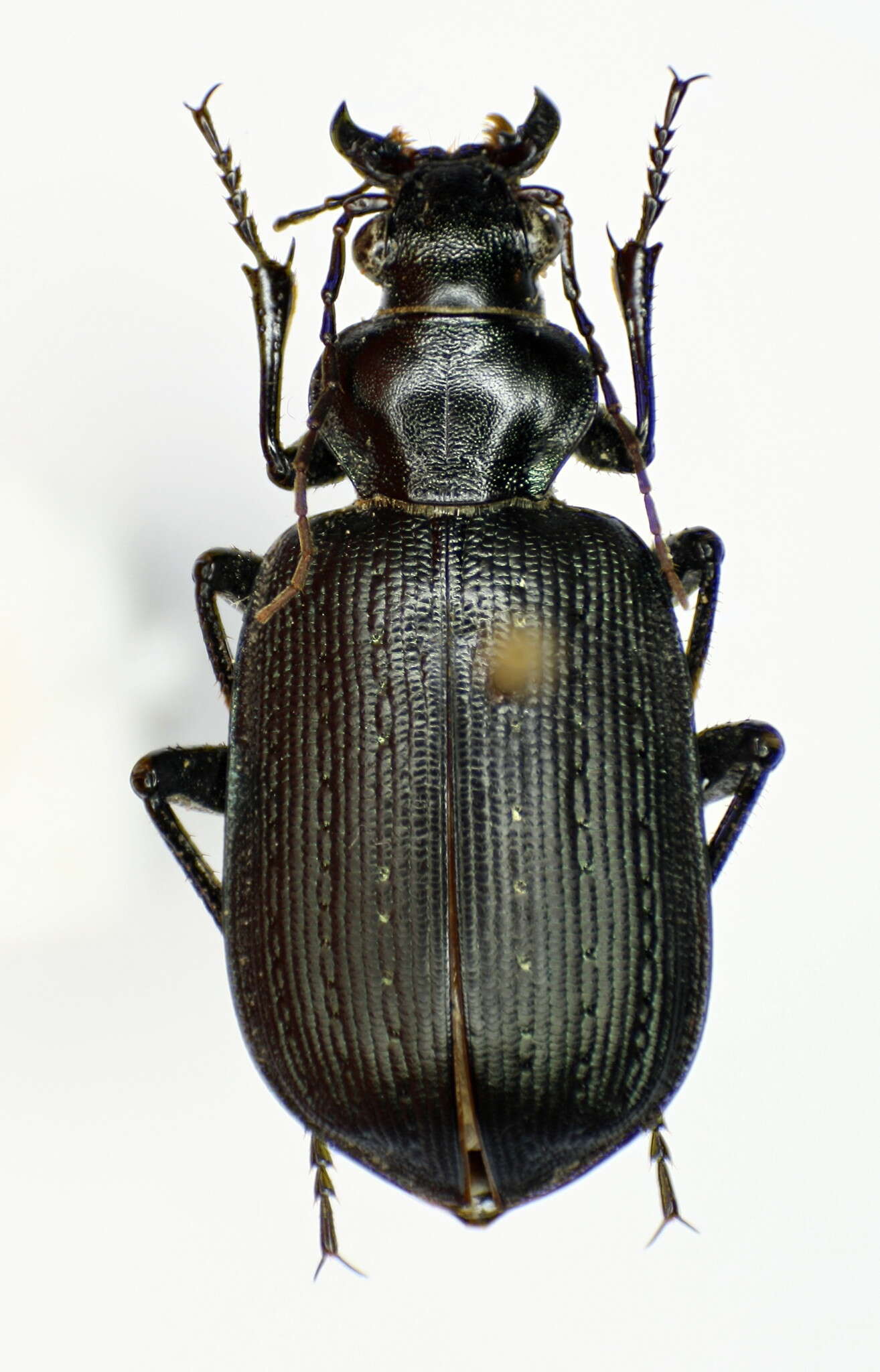 Imagem de Calosoma (Caminara) imbricatum Klug 1832