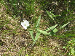 Image of low false bindweed