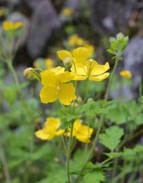 Sivun Chelidonium asiaticum (Hara) A. Krahulcová kuva