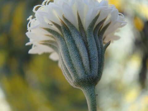 Image of pebble pincushion