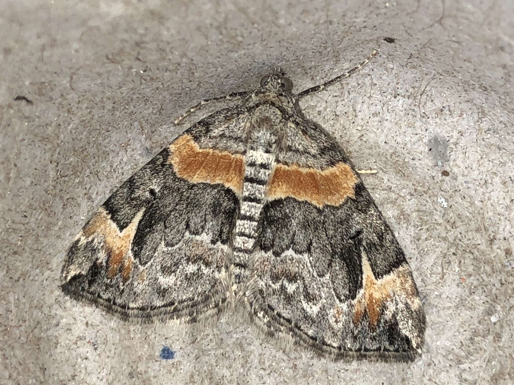 Image of Orange-barred Carpet