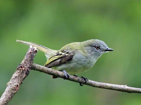 Image of Gray Elaenia