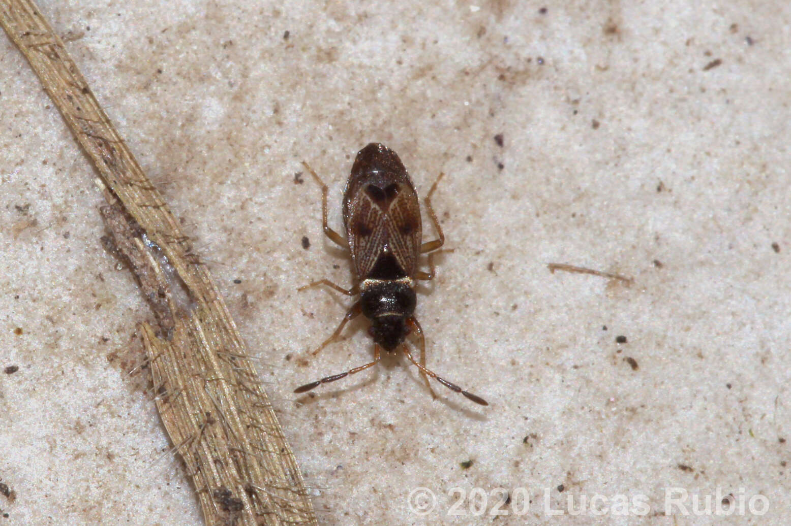 Image of Cryphula dubia (Berg & C. 1883)