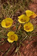 Calochortus aureus S. Watson resmi