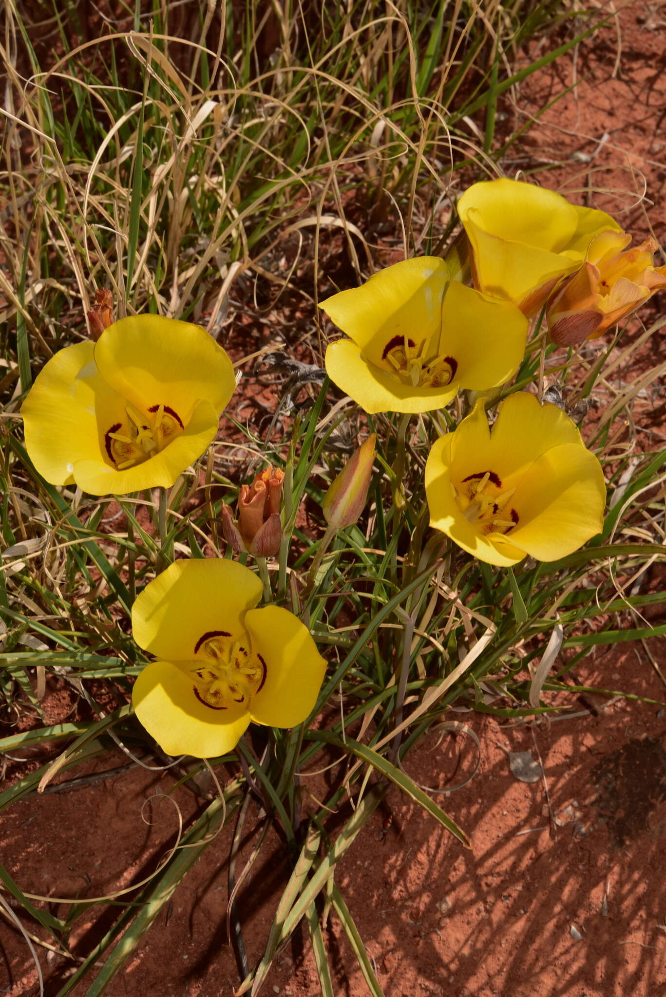 Calochortus aureus S. Watson resmi