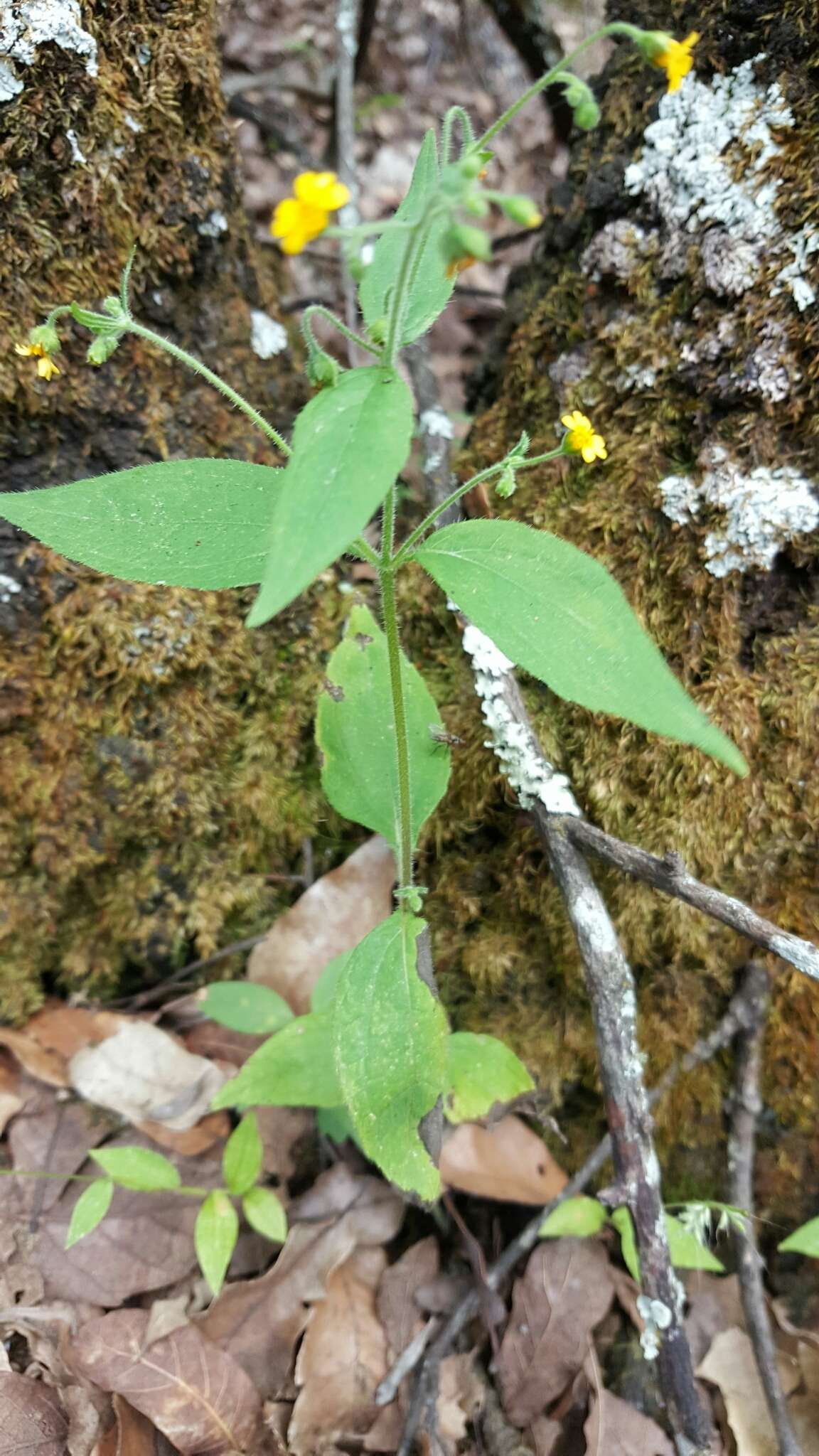 Image of Trigonospermum annuum Mc Vaugh & Laskowski