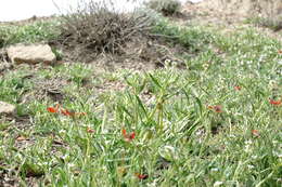 Imagem de Neotorularia torulosa (Desf.) Hedge & J. Léonard