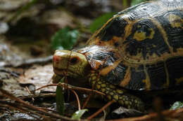 Image of Indotestudo