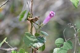 Image of Ipomoea variabilis (Schltdl & Cham.) Choisy