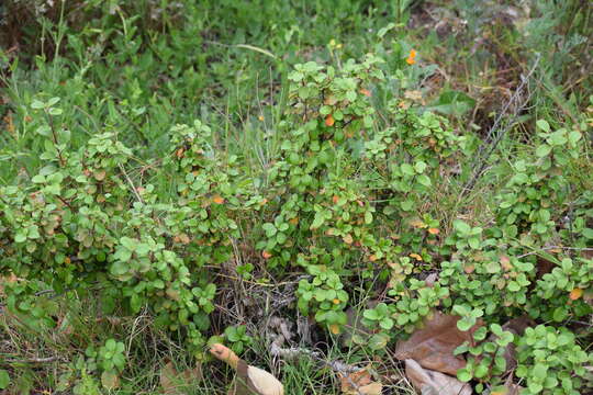 Image of island gooseberry