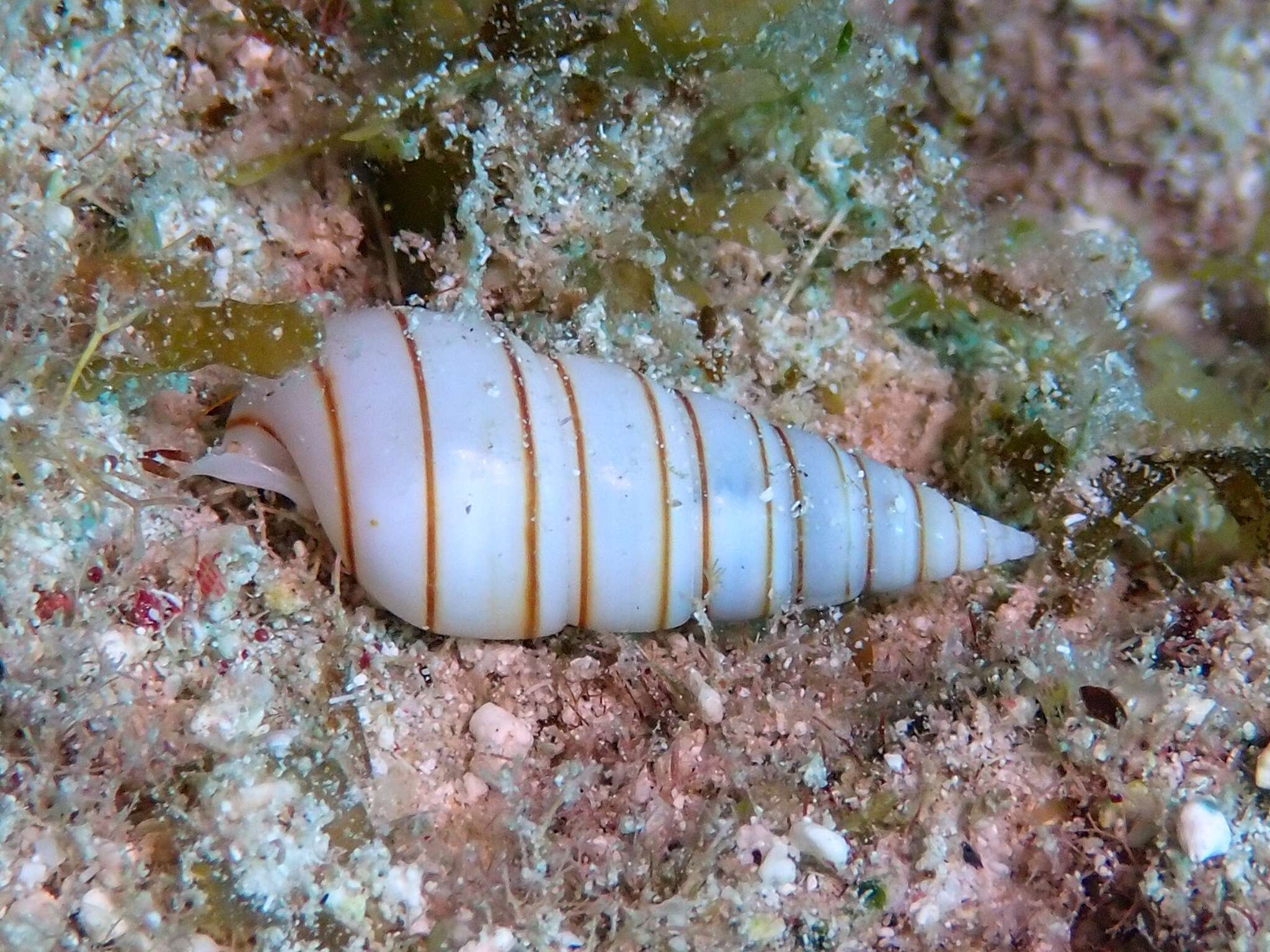 Plancia ëd Pyramidella dolabrata (Linnaeus 1758)