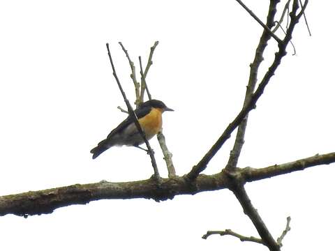 Image of Violet-backed Hyliota