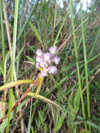 Sivun Floscopa glomerata (Willd. ex Schult. & Schult. fil.) Hassk. kuva