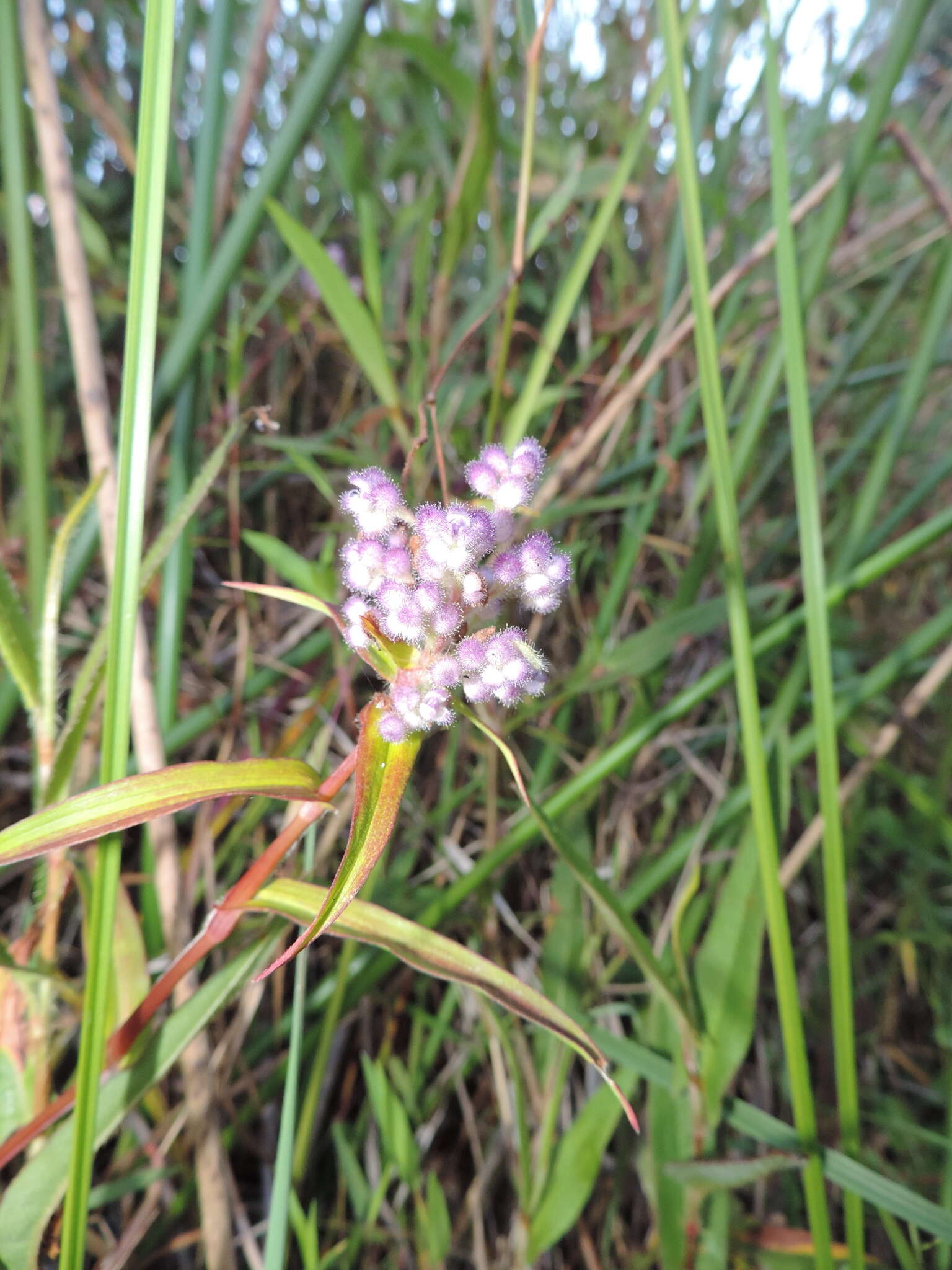 Sivun Floscopa glomerata (Willd. ex Schult. & Schult. fil.) Hassk. kuva