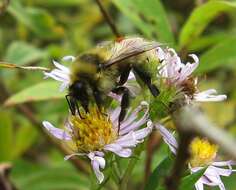 Слика од Bombus rufocinctus Cresson 1864