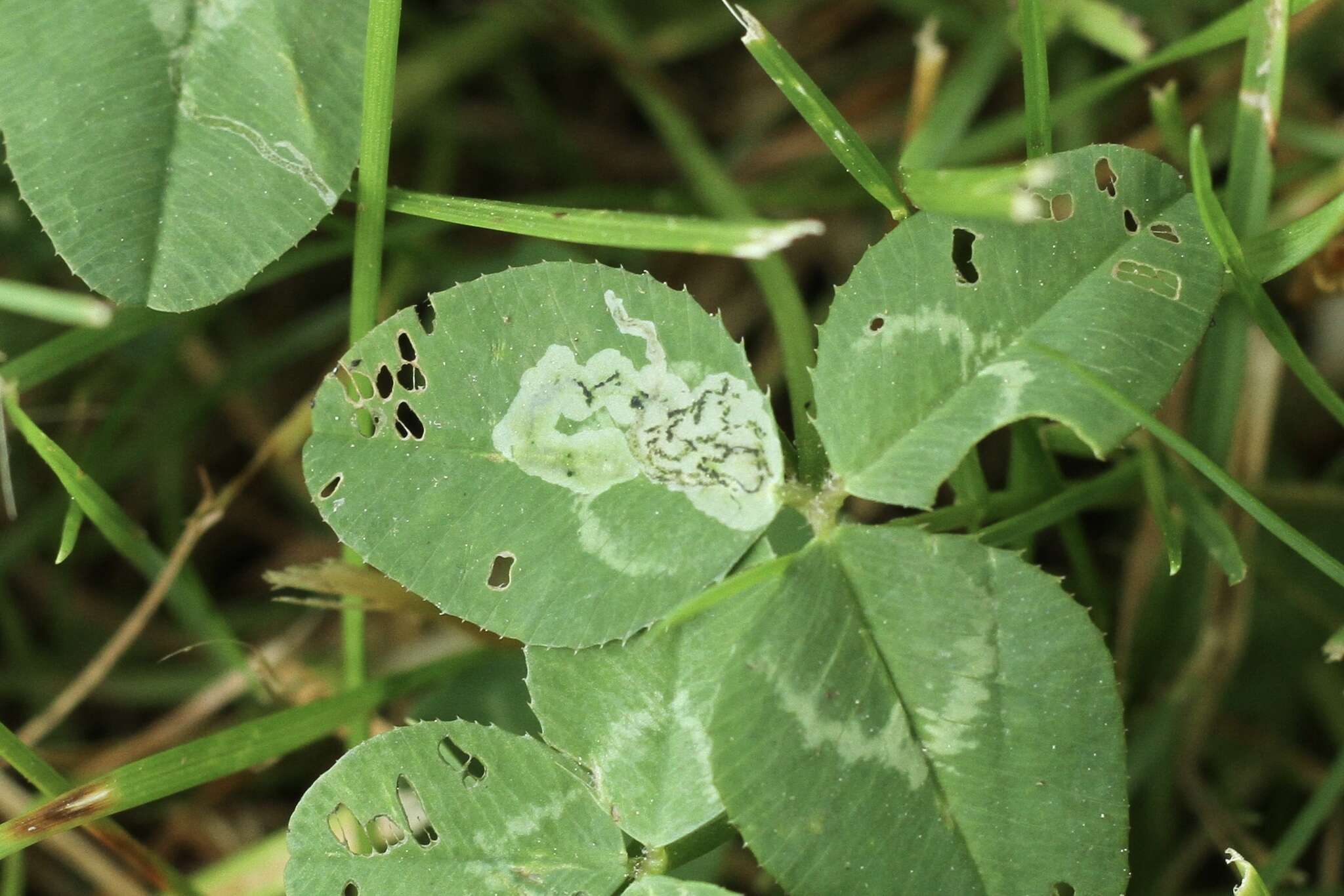 Image of Liriomyza fricki Spencer 1965