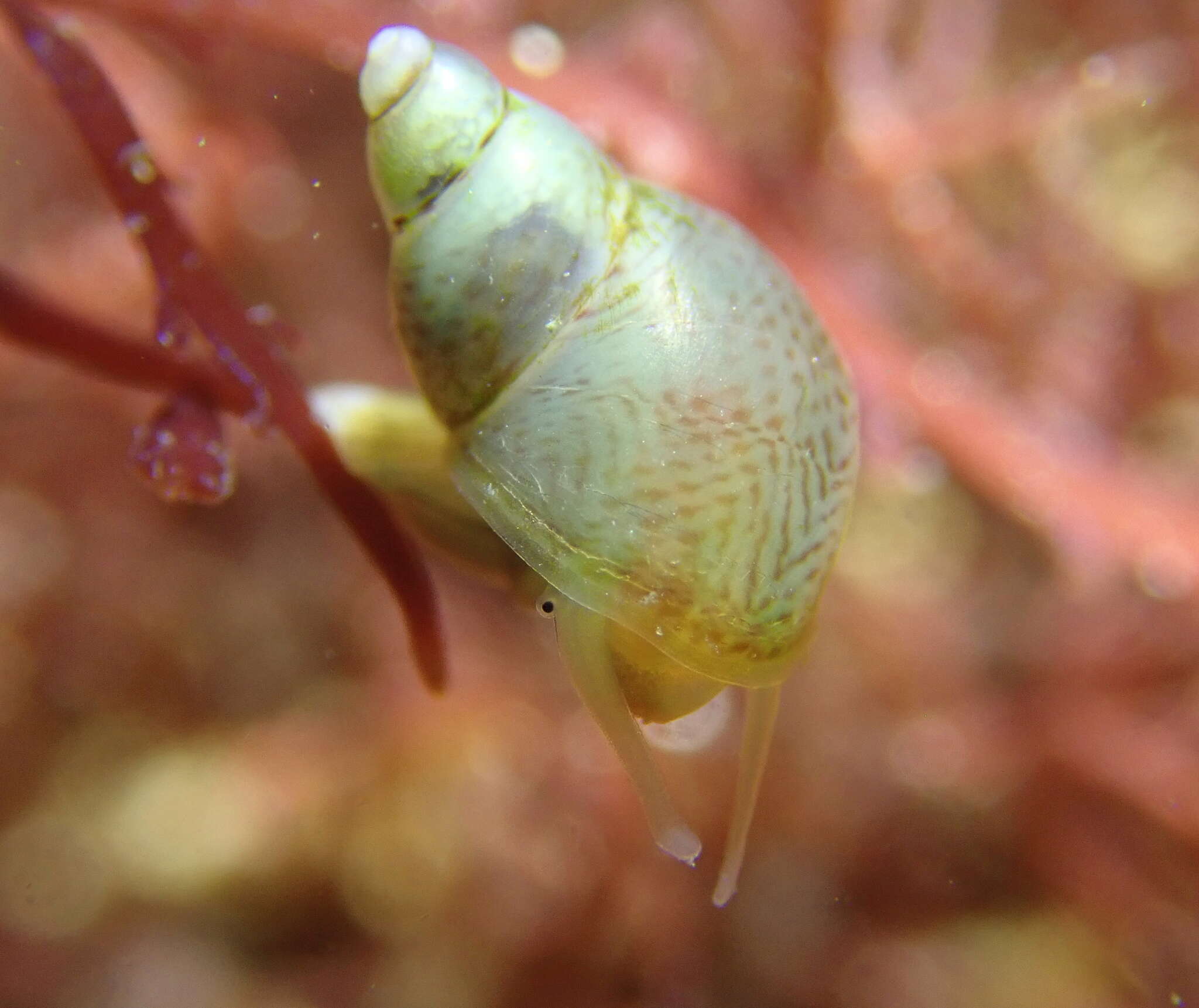 Imagem de Lacuna unifasciata Carpenter 1856