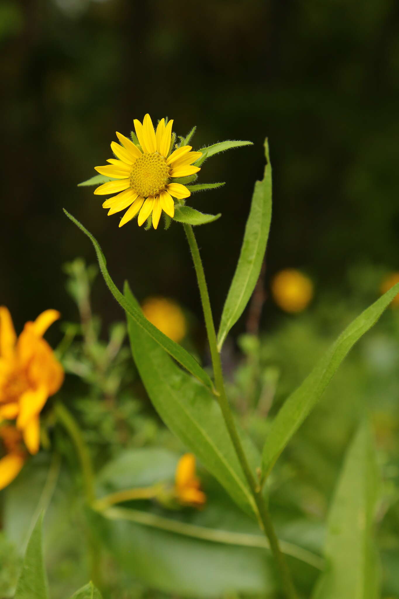 Image of Cusick's sunflower