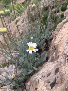 Image of Tanacetum albipannosum Hub.-Mor. & Grierson