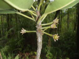 Image of Labourdonnaisia calophylloides Bojer