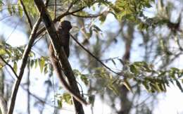 Image of Bamboo Lemur