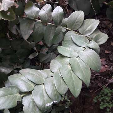 Image of Griselinia scandens (Ruiz & Pav.) Taub.