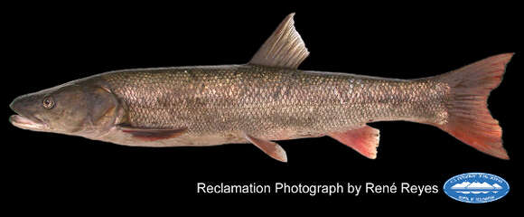 Image of Sacramento Pikeminnow