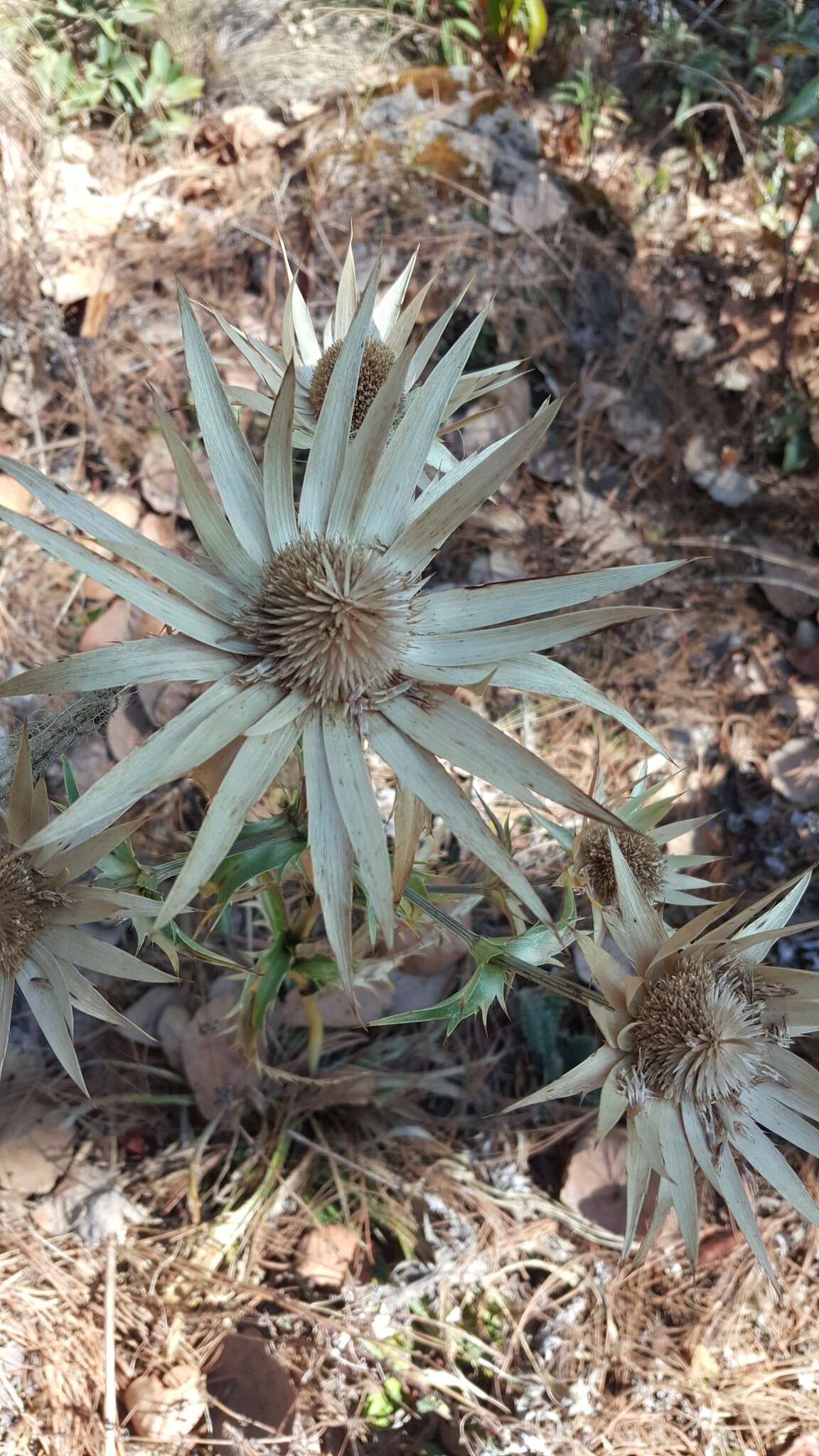 Image of Eryngium cymosum Delar.