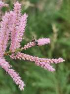 Cerceris acanthophila Cockerell 1897 resmi