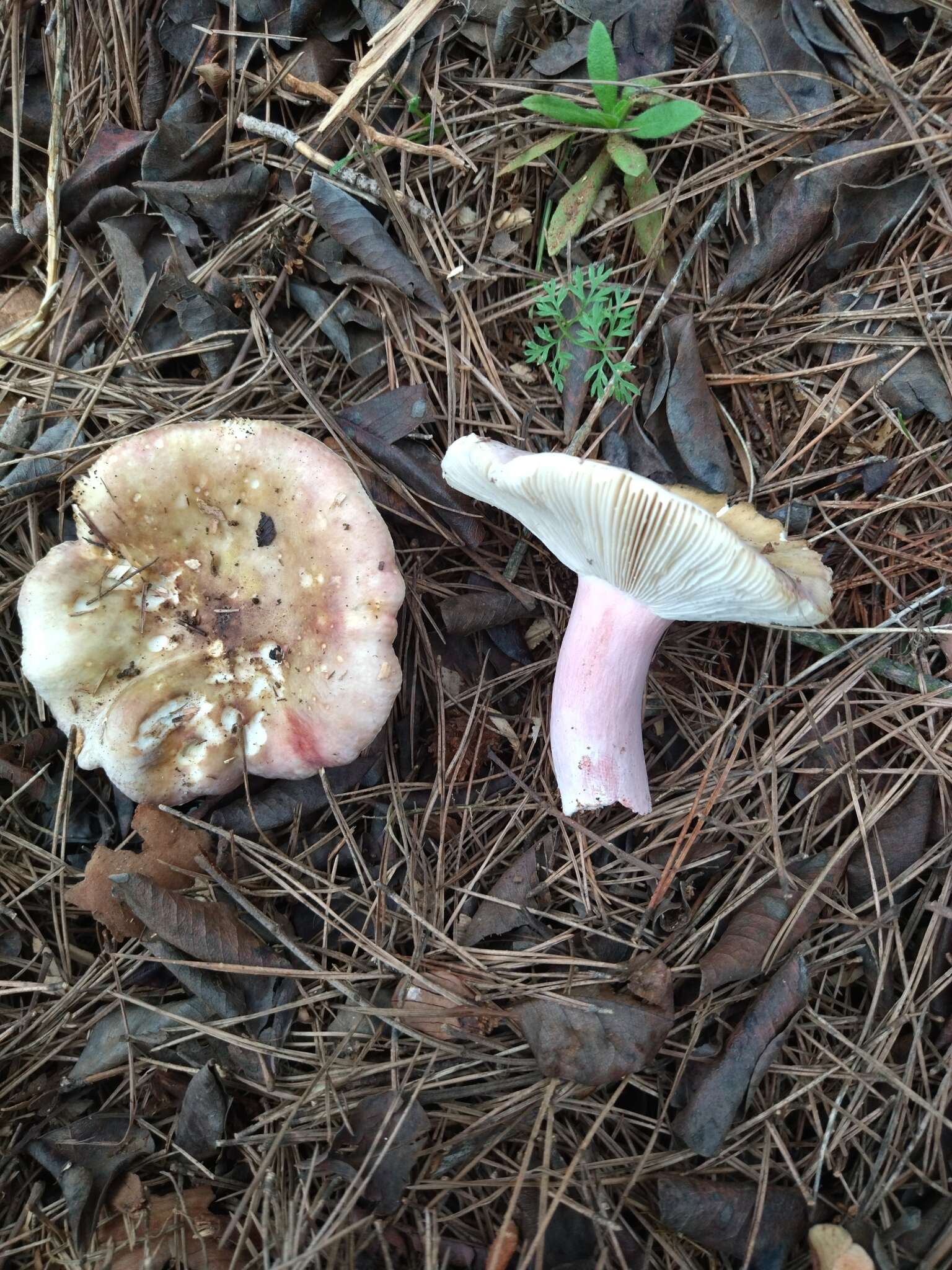 Image of Russula torulosa Bres. 1929