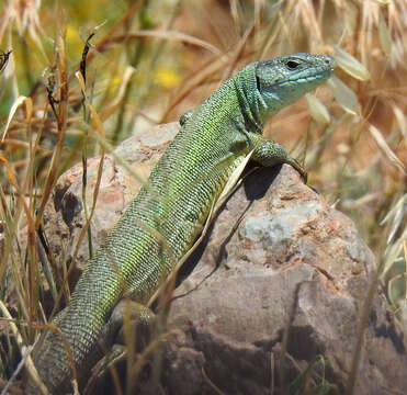 Image of Lacerta citrovittata