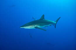 Image of Silky Shark