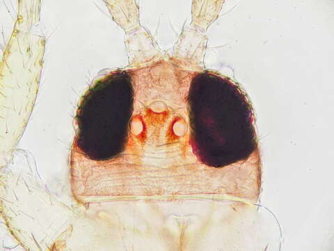 Image of Thrips flavus Schrank 1776