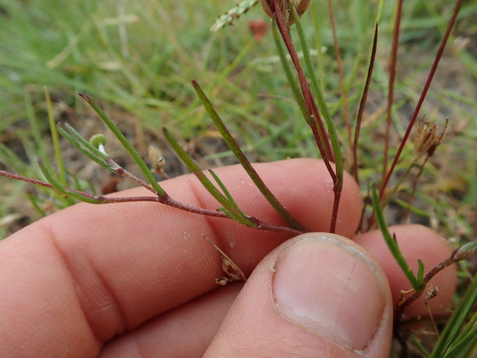 Image of Cotula vulgaris Levyns