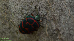 Image de <i>Poecilocoris lewisi</i>