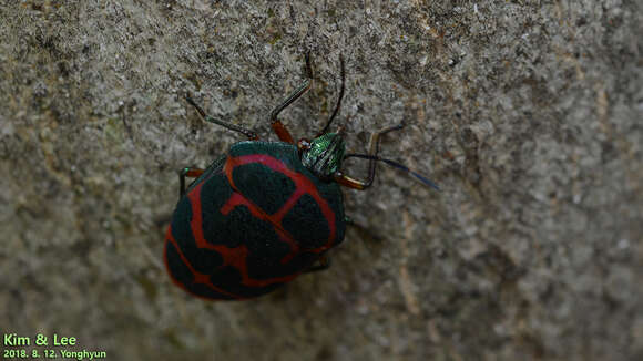 Image of Clown Stink Bug