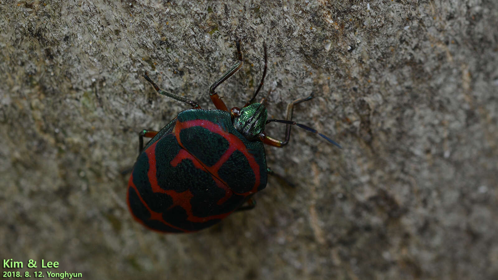 Image de <i>Poecilocoris lewisi</i>