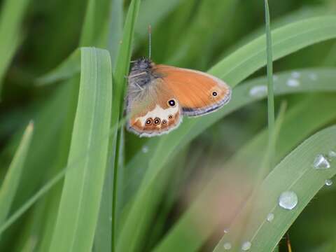 Image of pearly heath