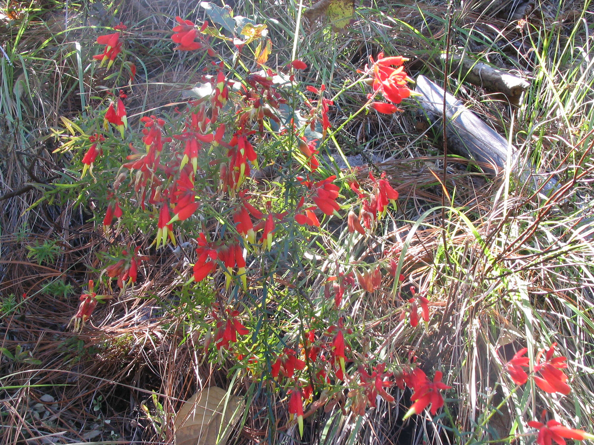 Слика од Castilleja ortegae Standley