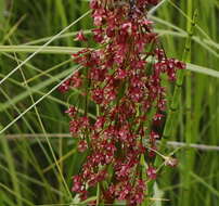 Rumex arcticus Trautv.的圖片