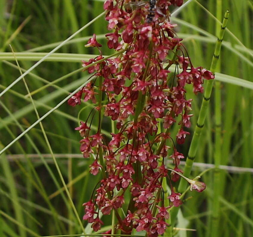 Rumex arcticus Trautv.的圖片