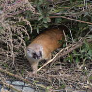 Image of Japanese Weasel