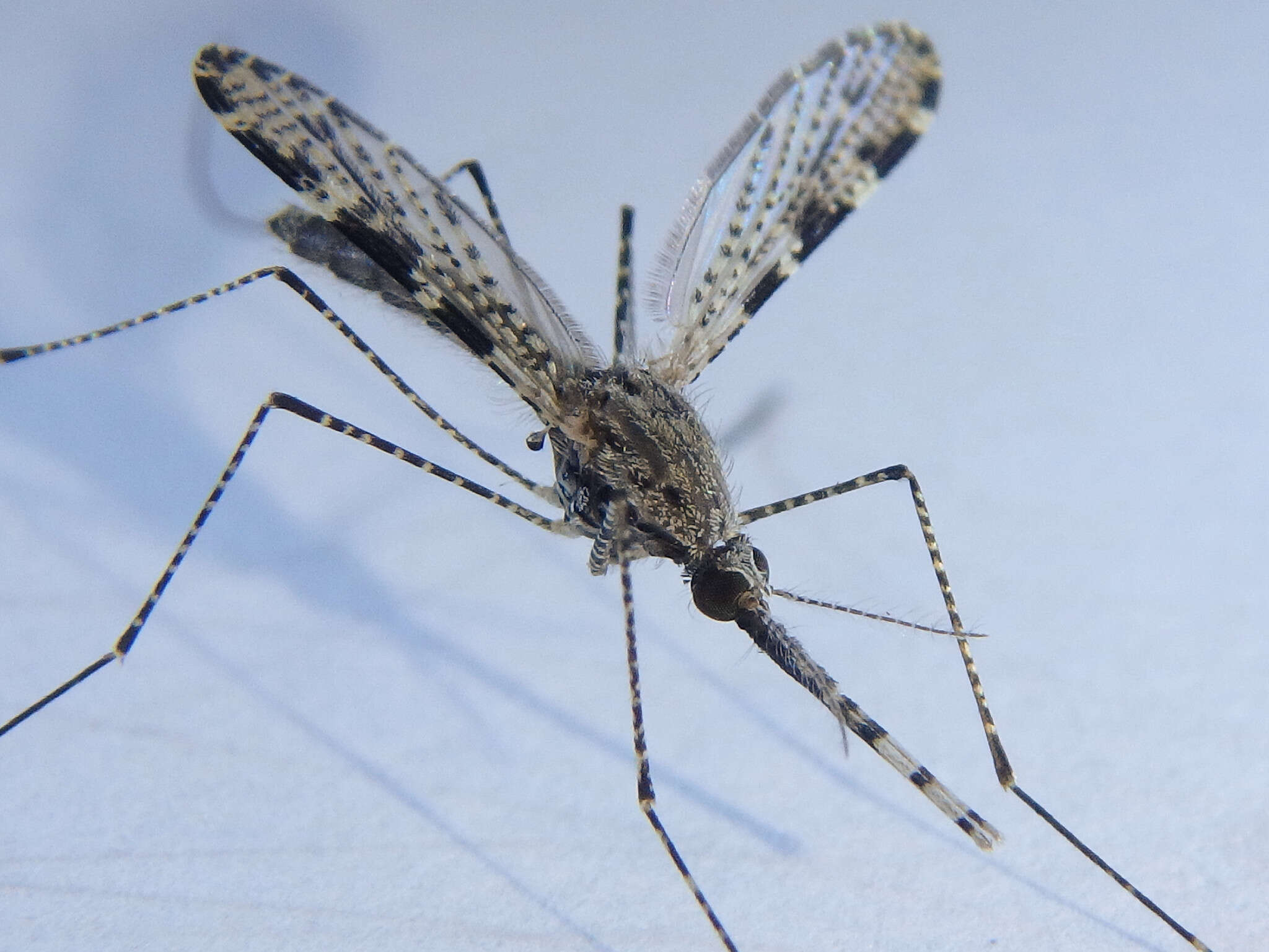 Image de Anopheles annulipes Walker 1856