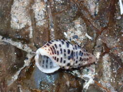 Sivun Clypeomorus petrosa (W. Wood 1828) kuva