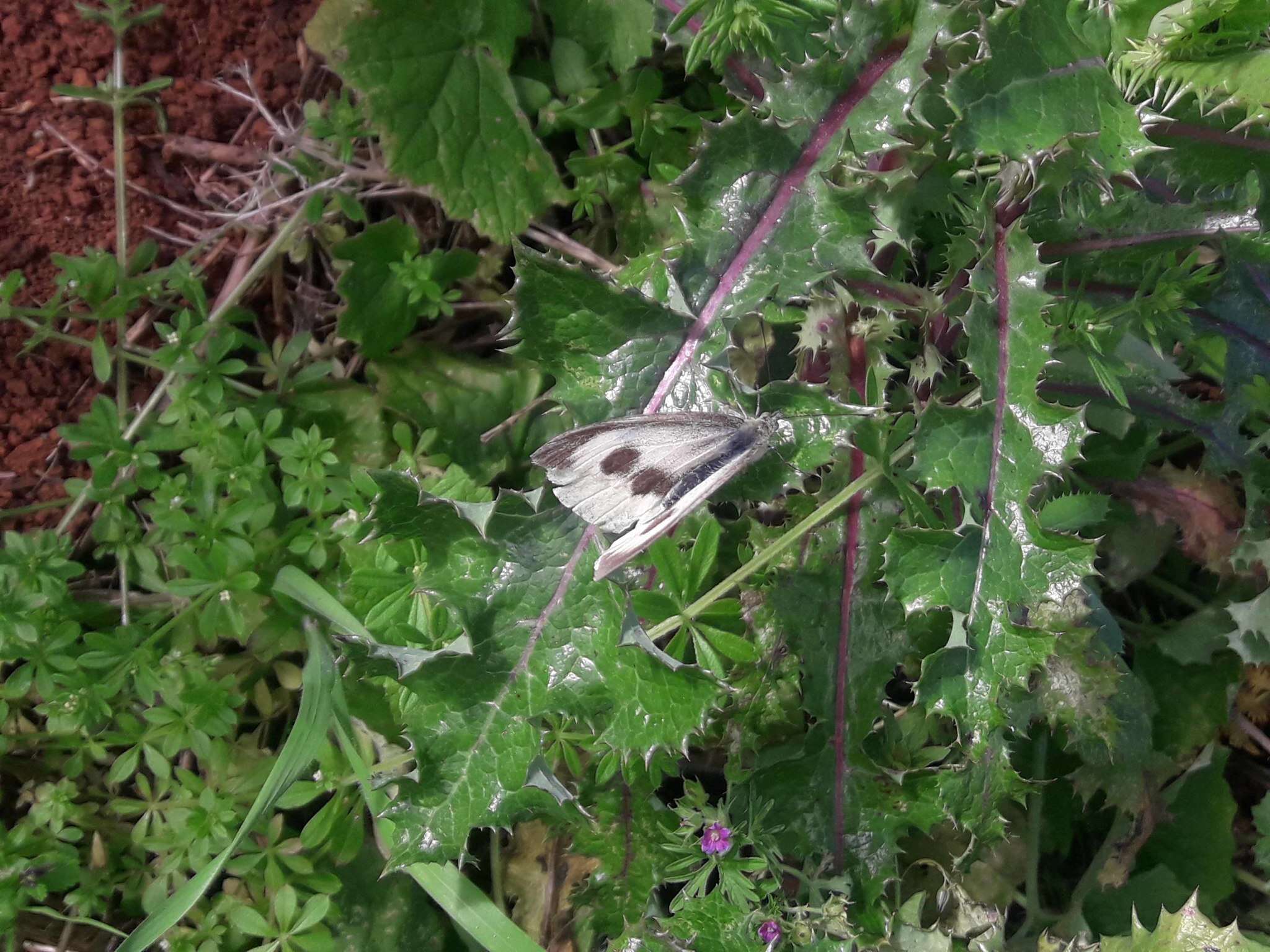 Image of Canary Islands Large White